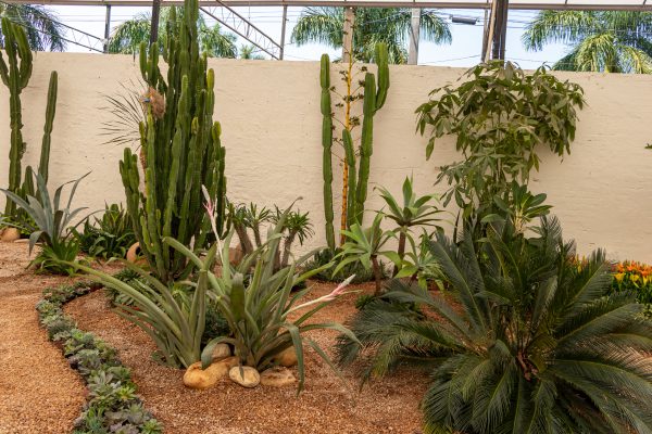 Flores e Plantas