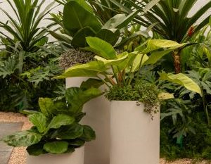 Ficus Lirata, Tostão e Filodendro lua clara