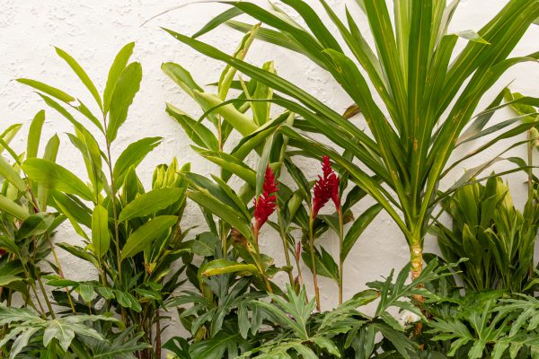 Flores e Plantas