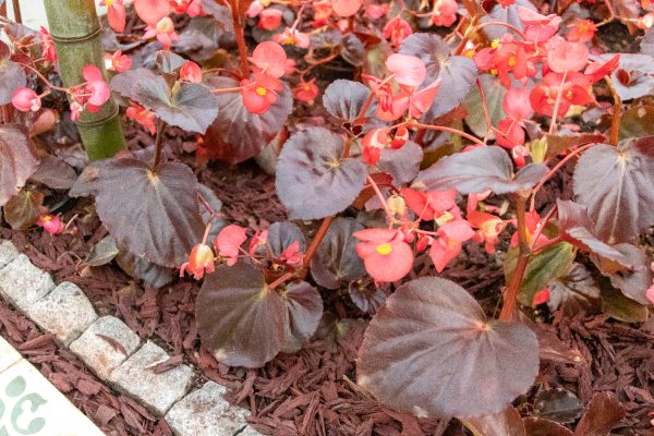 Begônia Pink