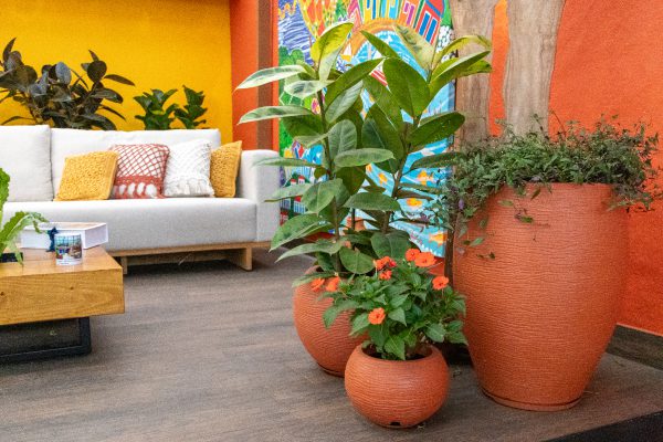 Ficus Burgundy,