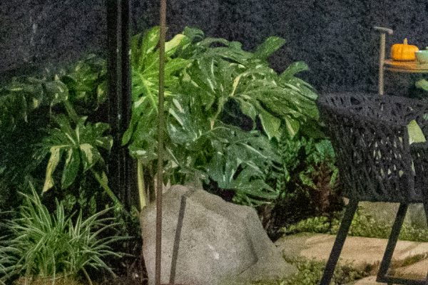Flores e Plantas
