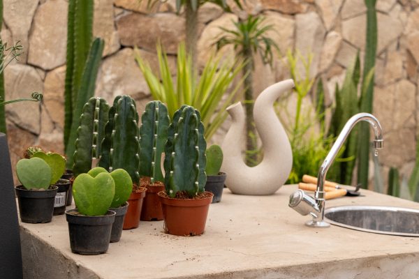Suculentas e Cactus