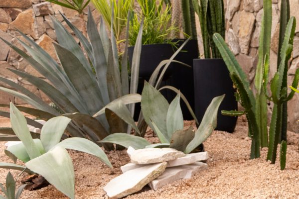 Agave