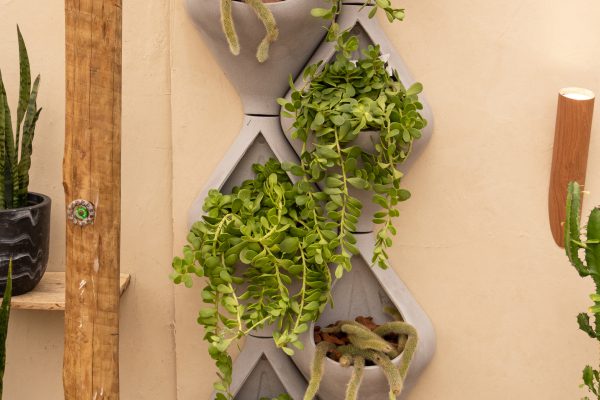 Balsamo Pendente