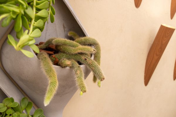 Cactus Rabo de Macaco