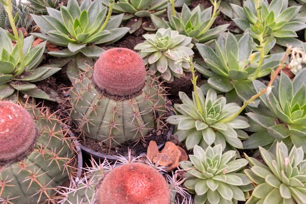 Cactus Coroa de Frade