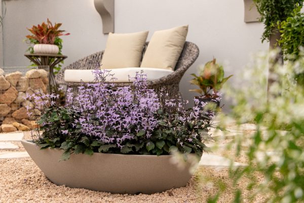 Plectranthus