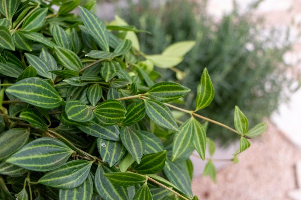 Peperomia