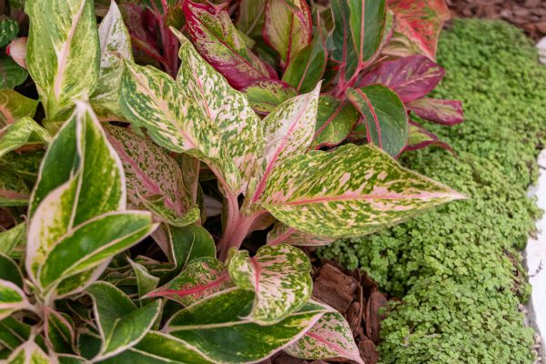 Aglaonema