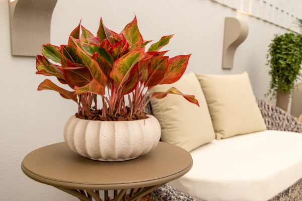 Aglaonema