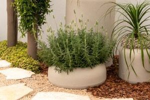 Lavanda