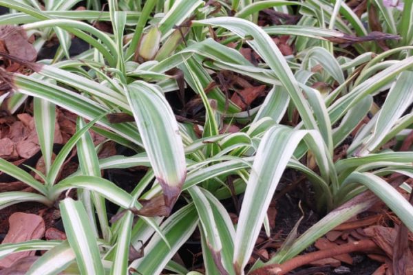 Chlorophytum