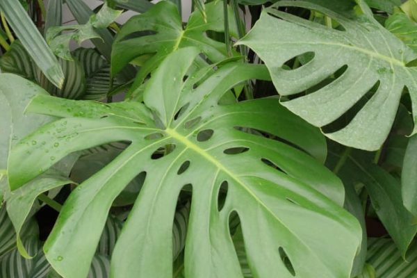 Monstera Deliciosa