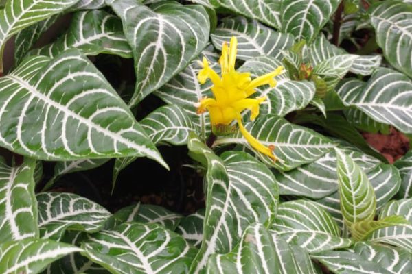 Aphelandra