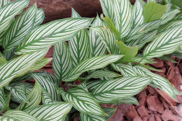 Maranta Vittata
