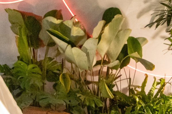 Maranta Charuto + Monstera Deliciosa