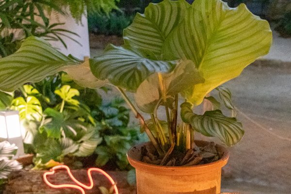 Calathea Melancia