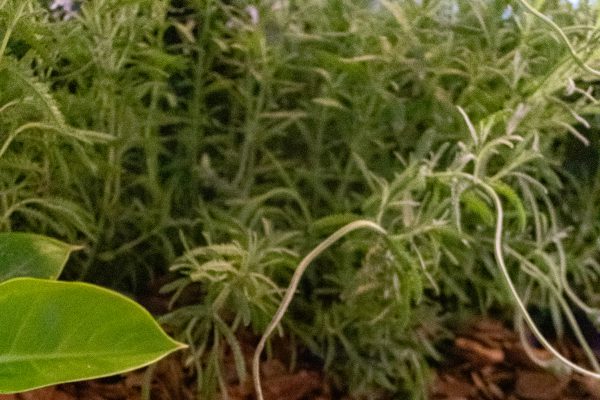Lavanda e Ametista