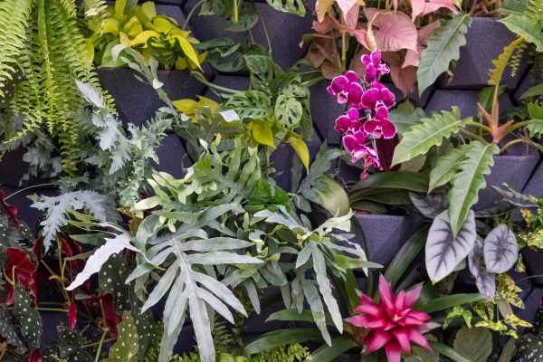 Orquídea, Bromélia, Alocasia reversa