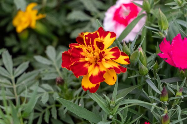 Tagetes