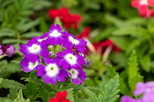 Verbena