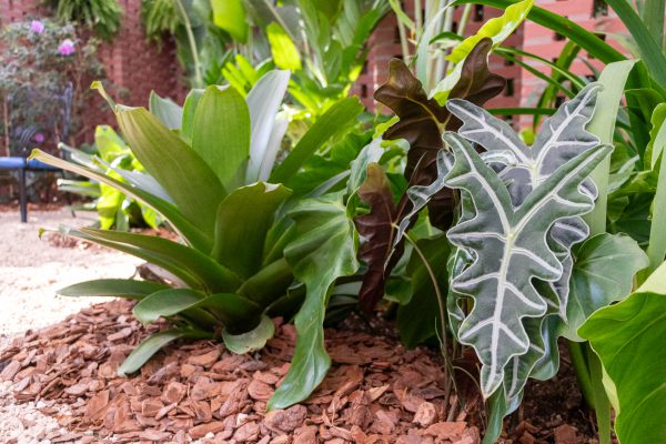 Bromélia e Alocasia amazônica