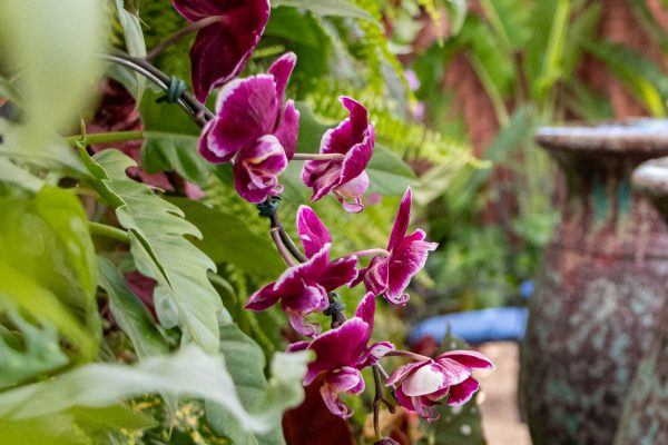 Orquídea