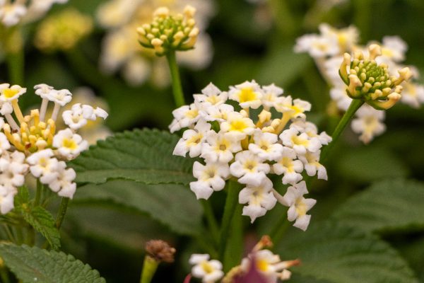Lantana