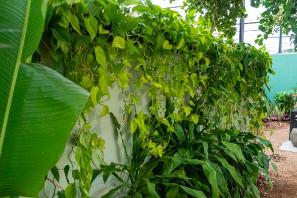 Jibóia e Dracena