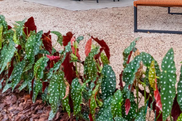 Flores e Plantas