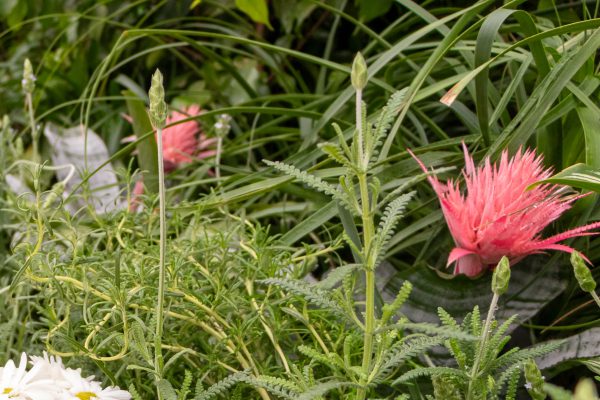 Flores e Plantas