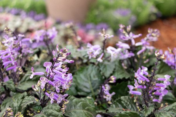 Flores e Plantas