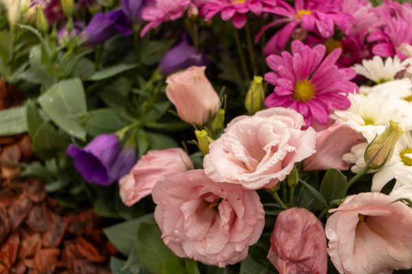 Flores e Plantas