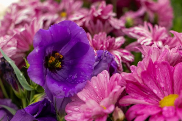 Flores e Plantas