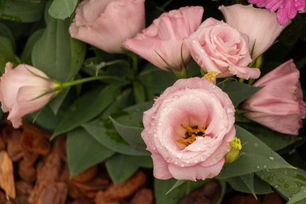 Flores e Plantas