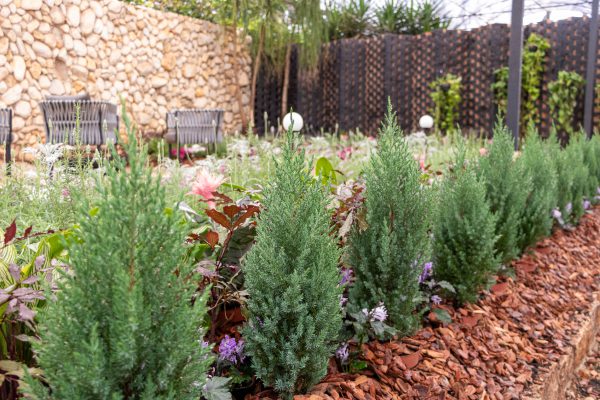 Flores e Plantas