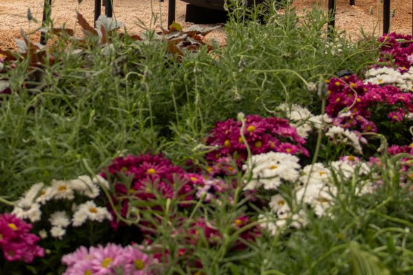 Flores e Plantas