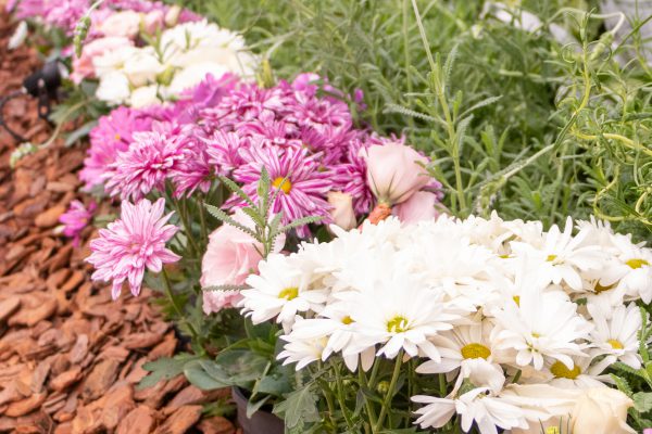 Flores e Plantas