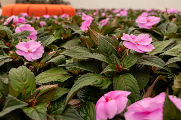 Flores e Plantas