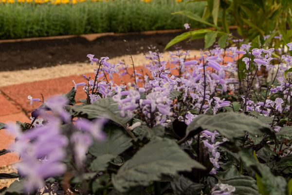 Flores e Plantas