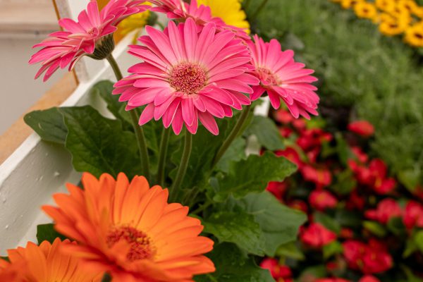 Flores e Plantas