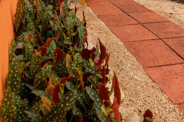 Flores e Plantas
