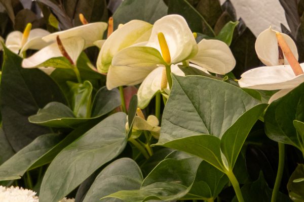 Flores e Plantas