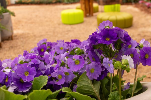 Flores e Plantas