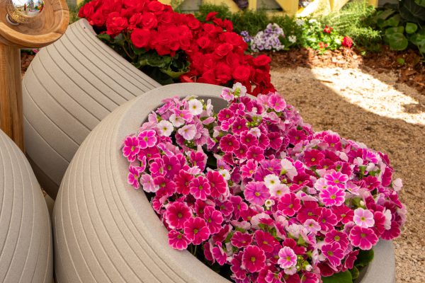 Flores e Plantas