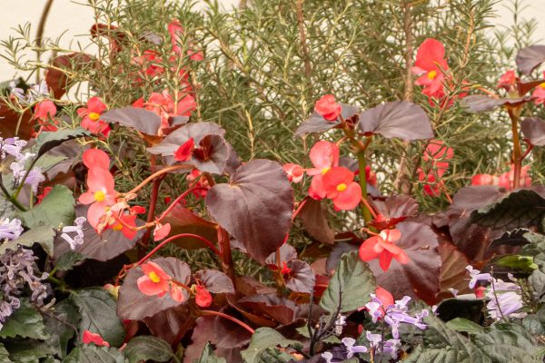 Flores e Plantas