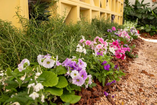 Flores e Plantas