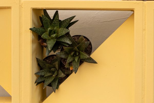 Flores e Plantas