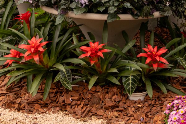 Flores e Plantas